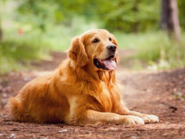 Ringo the dog muscular dystrophy