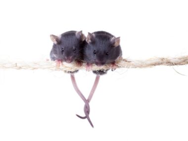 GsMTx4 mouse study
