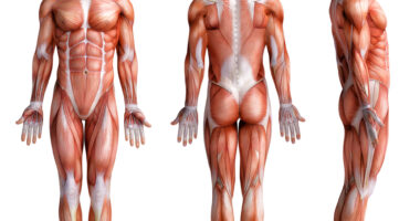 muscle MRI