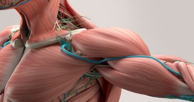 muscles, DMD patients, metabolic changes