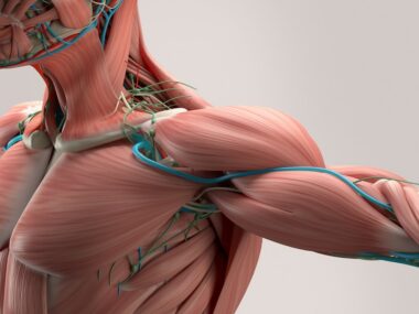 muscles, DMD patients, metabolic changes
