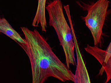 cellular metabolism, DMD, BMD