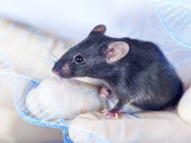 Mss51 gene, mouse model