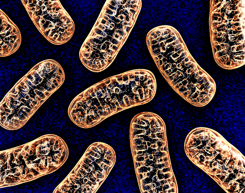 MICU1 and mitochondria
