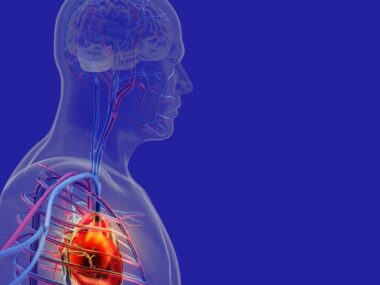 blood pressure medicines | Muscular Dystrophy News | Treatments | Illustration of heart seen through transparent rendering of man