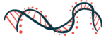 An illustration of a DNA strand highlights its ribbon-like structure.