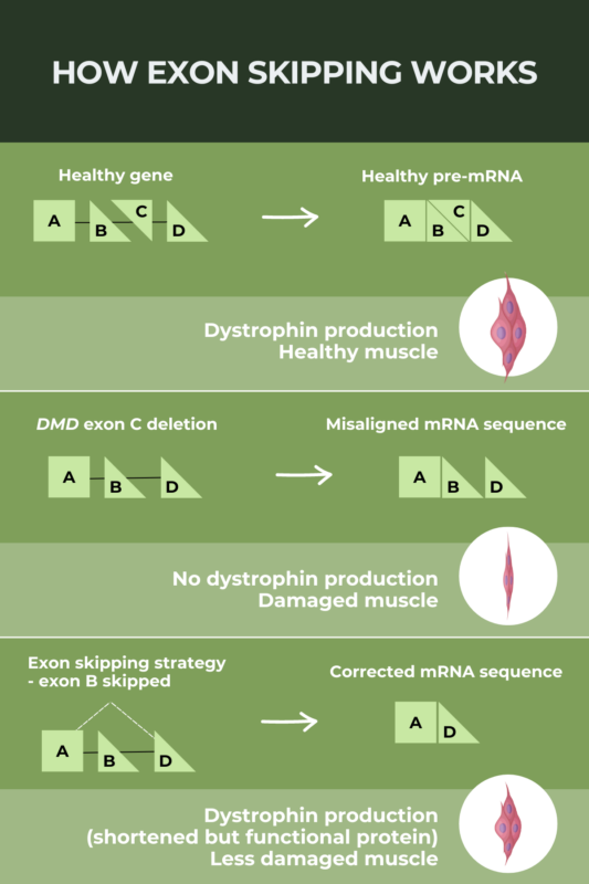 Infographic depicting how exon skipping works