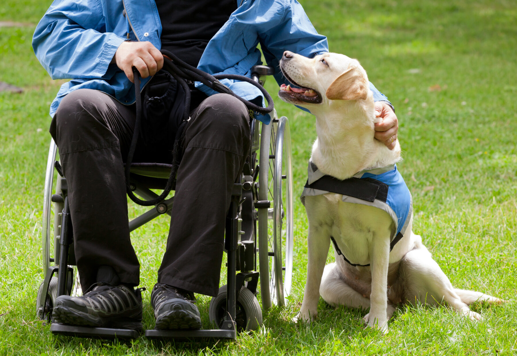 A person in a wheelchair with a service dog beside them on a lawn.