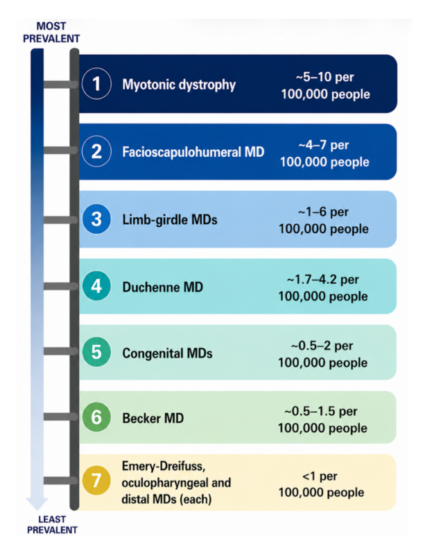Muscular Dystrophy Prevalence